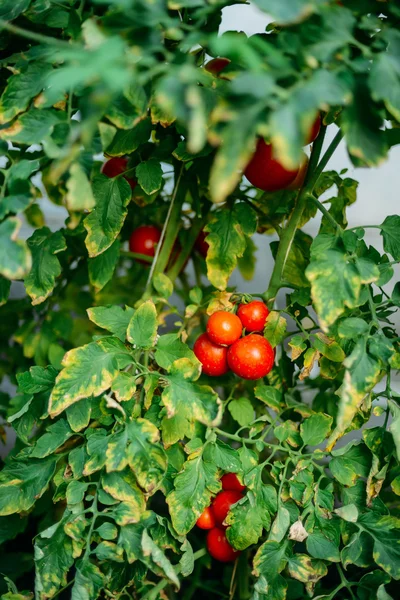 Овощной сад с красными помидорами. Спелые помидоры на — стоковое фото