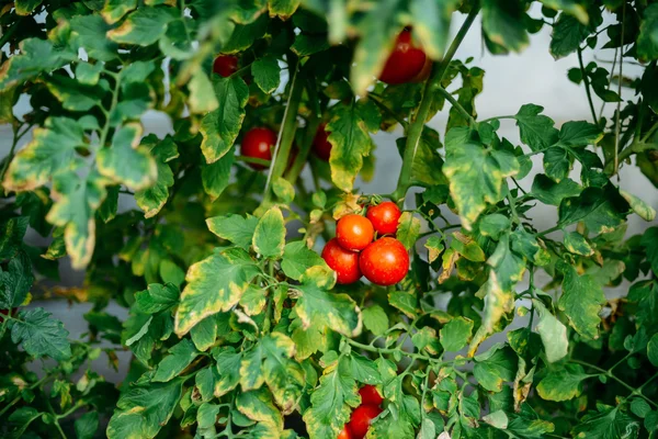 Jardim vegetal com plantas de tomates vermelhos. Tomates maduros em um — Fotografia de Stock