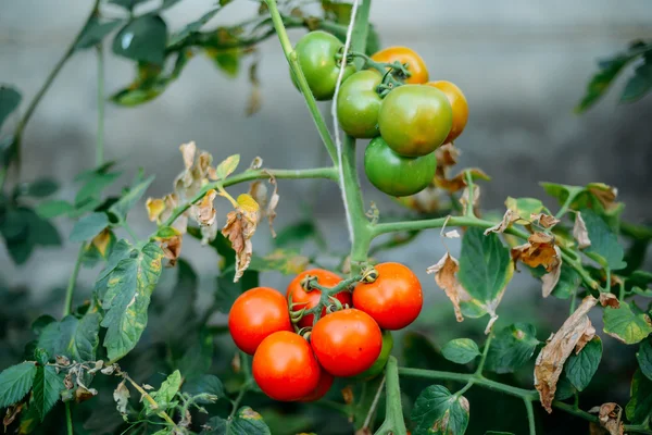 Orto con piante di pomodori rossi. Pomodori maturi su un — Foto Stock