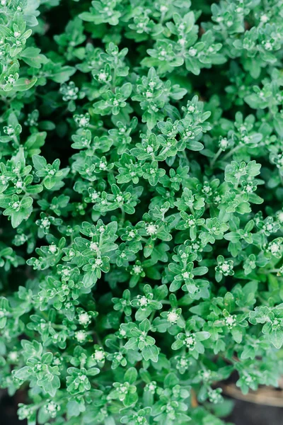 Fundo crisântemo. fotografado de cima. texugo vegetal — Fotografia de Stock