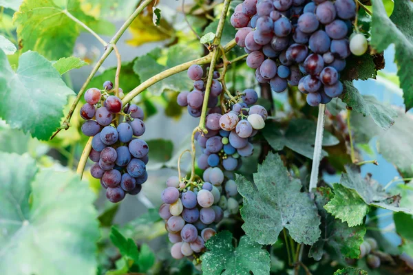 Vid de uva con uvas moradas. Ramo de uvas de maduración colgando — Foto de Stock