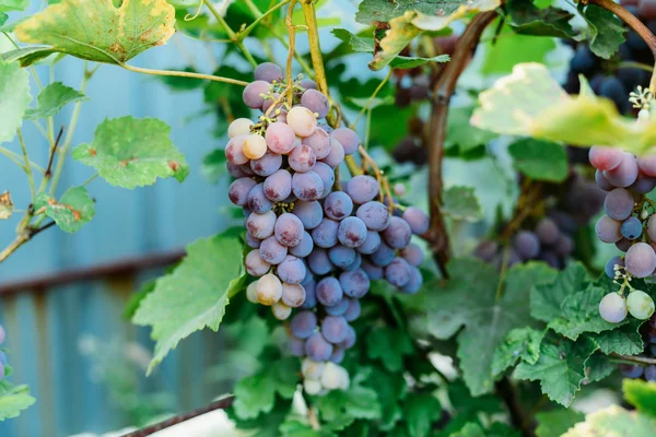 Vid de uva con uvas moradas. Ramo de uvas de maduración colgando — Foto de Stock