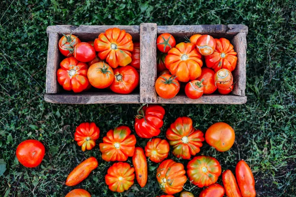 Assorted tomatoes in brown paper bags. Various tomatoes in bowl.