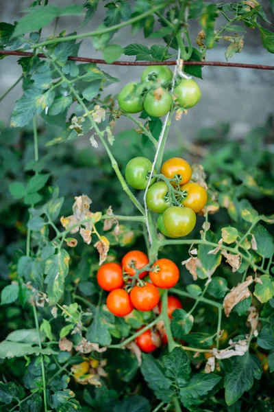Φυτικός κήπος με φυτά από κόκκινες ντομάτες. Ώριμες ντομάτες σε ένα — Φωτογραφία Αρχείου