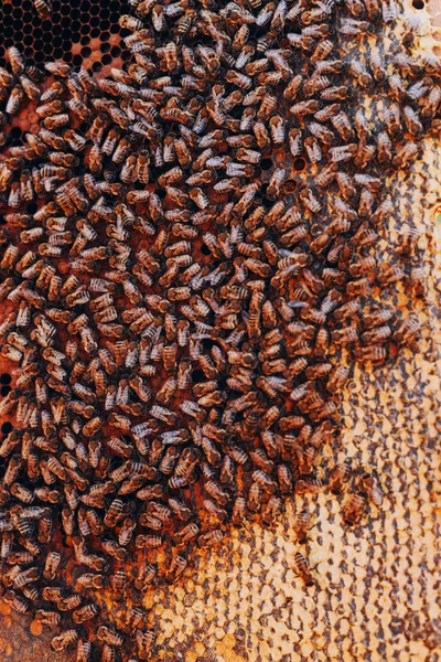 Frames of a bee hive. Beekeeper harvesting honey. The bee smoker — Stock Photo, Image