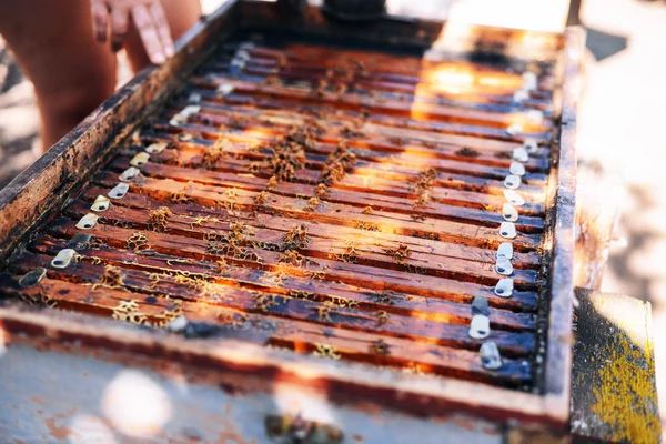 Marcos de una colmena de abejas. Apicultor cosechando miel. El fumador de abejas —  Fotos de Stock