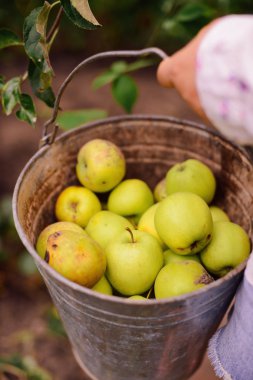 Bir çiftlikte genç çekici kadın. Kadın çiftçi fro meyve toplama