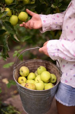 Bir çiftlikte genç çekici kadın. Kadın çiftçi fro meyve toplama