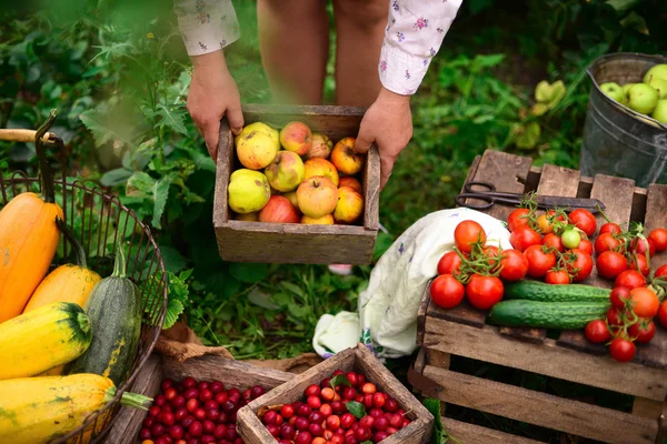 Wanita muda yang menarik di sebuah peternakan. Perempuan Petani memetik buah fro — Stok Foto