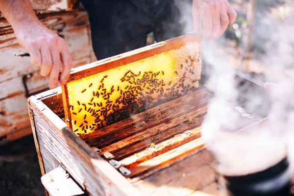 Marcos de una colmena de abejas. Apicultor cosechando miel. El fumador de abejas — Foto de Stock