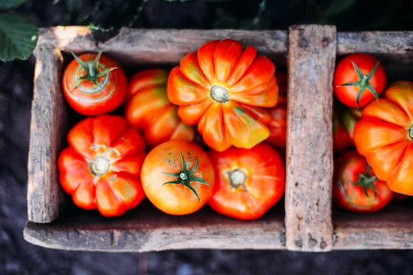 Pomodori assortiti in sacchetti di carta marrone. Pomodori vari in ciotola . — Foto Stock