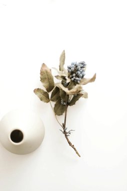 Beyaz arkaplanda kurumuş çiçekler ve vazo