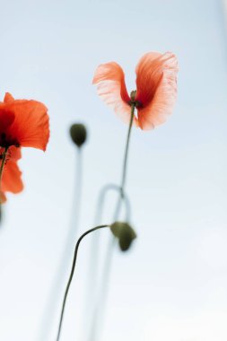 Yazın bahçede renkli bir çiçek