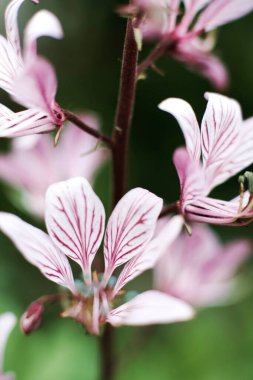 Yazın bahçede renkli bir çiçek