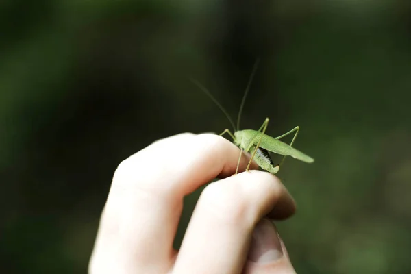 Praying Mantis Hand — стоковое фото
