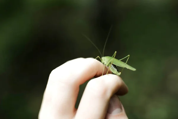 Bidsprinkhaan Een Hand — Stockfoto