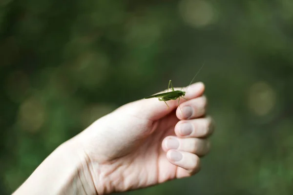 Praying Mantis Hand — Stock Photo, Image