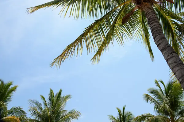 Ağaç gölgelik ve mavi tropikal gökyüzü palmiye