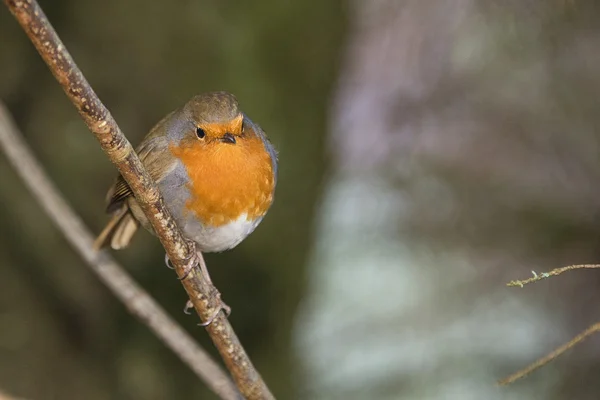 Robin kırmızı meme