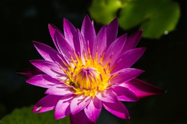  Lotus çiçeği purpl