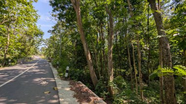 A sunlit asphalt road is framed by dense, green trees deep shadows, creating a visual path that implies travel a journey through nature.