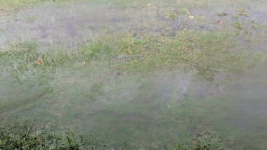 Yüzey suyu çimenlerin üzerinde hızla akıyor, uzun süre bulanık kalarak yakalanıyor. Su basmış çimenler, hareket eden akıntı yer detaylarını gizliyor. Soyut doğa arka planı, ıslak doku, dinamik hareket.