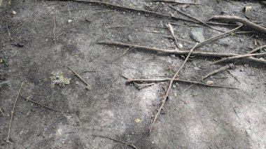 İnce, uzun ağaç köklerinden oluşan bir ağ kuru ve çatlak dünyaya yayılıyor. Dokulu zemin, dağınık çakıl taşları, düşen yapraklar, küçük dallar, ayrıntılı, doğal, organik desenler oluşturur..