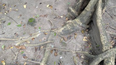 Kalın ağaç kökleri kuru, kumlu toprağa yayılmış. Düşen yapraklar, küçük yeşil bitkiler, dayanıklı gövdelerin yakınındaki zemini kaplayan çakıl taşları, doğal, organik, dokulu bir büyüme şablonu, esneklik yaratıyor..