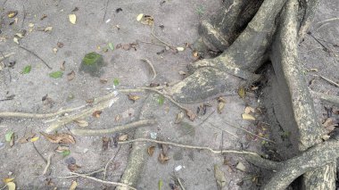 Kalın ağaç kökleri kuru, kumlu toprağa yayılmış. Düşen yapraklar, küçük yeşil bitkiler, dayanıklı gövdelerin yakınındaki zemini kaplayan çakıl taşları, doğal, organik, dokulu bir büyüme şablonu, esneklik yaratıyor..