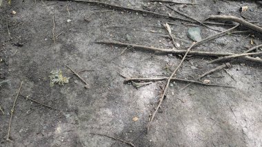 İnce, uzun ağaç köklerinden oluşan bir ağ kuru ve çatlak dünyaya yayılıyor. Dokulu zemin, dağınık çakıl taşları, düşen yapraklar, küçük dallar, ayrıntılı, doğal, organik desenler oluşturur..