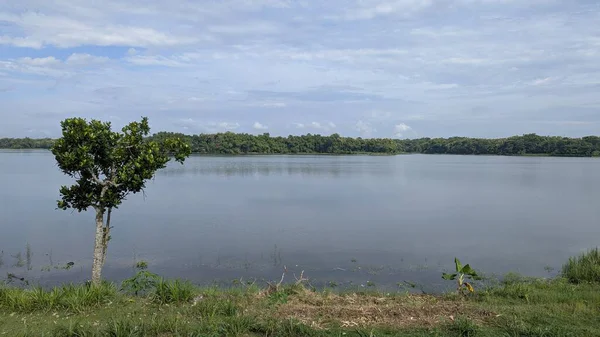 Sakin bir manzara bulutlu bir gökyüzünün altında sakin bir göl yakalar. Bereketli yeşil ağaçlar uzak sahilde, su yüzeyine hafifçe yansıyor. Ön planda, küçük bir ağaç çimenli kıyıda duruyor, barışçıl, doğal bir atmosfer yaratıyor.
