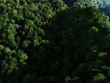 Eğimli bir araziyi çevreleyen yeşil bir ormanın havadan görünüşü. Güneş ışığı ağaç tepe örtüsünün bazı kısımlarını aydınlatarak alt bölgelerdeki derin gölgelerle tam bir zıtlık yaratır. Yapraklar değişik yeşil renklerde sergilenir..