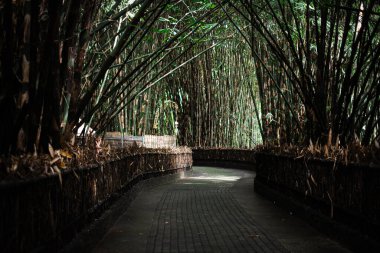 Endonezya, Bali 'de yoğun bir bambu ormanında asfalt bir yol esiyor.