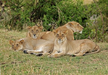 Dinlenme aslan gurur