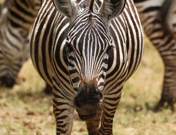 Africano Zebra Closeup — Fotografia de Stock