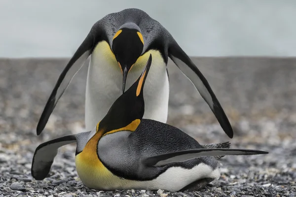 Βασιλιάς πιγκουίνος ζευγάρι αγκαλιάς — Φωτογραφία Αρχείου