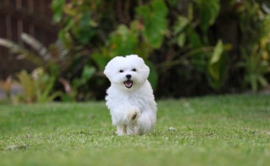 çalışan beyaz bir köpek