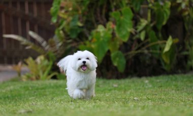 Malta köpek çalışan