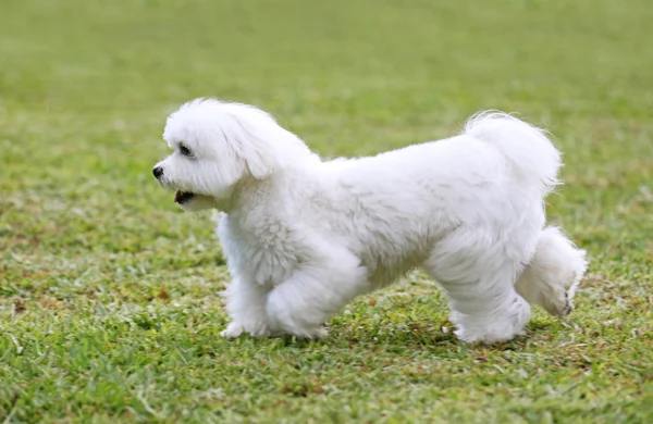 Pies chodzić na trawniku — Zdjęcie stockowe