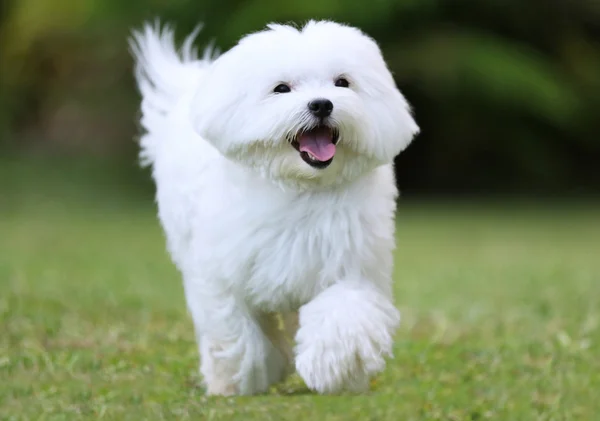 Cão branco correndo — Fotografia de Stock