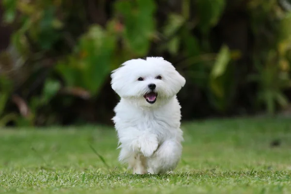 Hund läuft auf den Rasen — Stockfoto