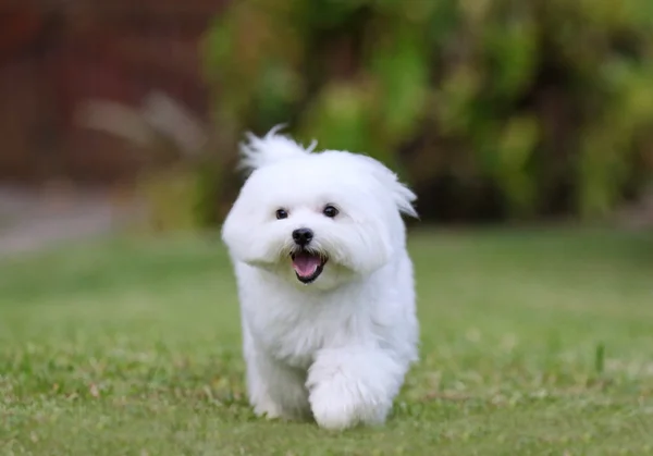 Maltés perro corriendo — Foto de Stock