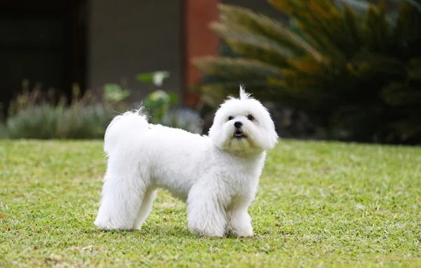 Chien debout sur la pelouse — Photo