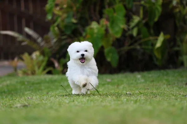 Weißer Hund läuft — Stockfoto