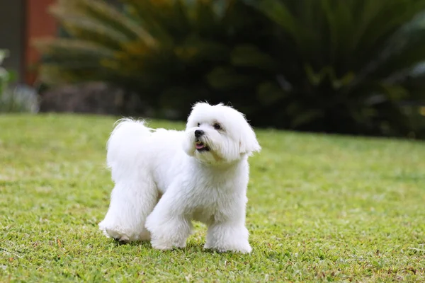 Λευκό σκυλί στο γρασίδι — Φωτογραφία Αρχείου