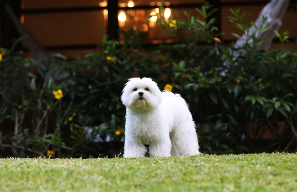 Maltese Dog On the Lawn — Stock Photo, Image