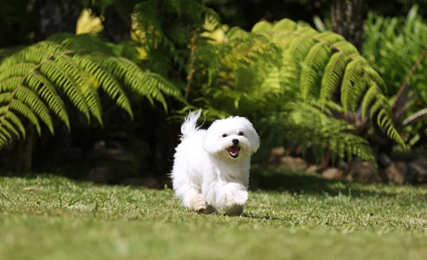 Witte hond uitgevoerd op het gazon — Stockfoto