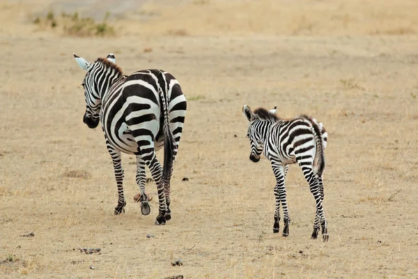 African Zebra matka a dítě chůze — Stock fotografie