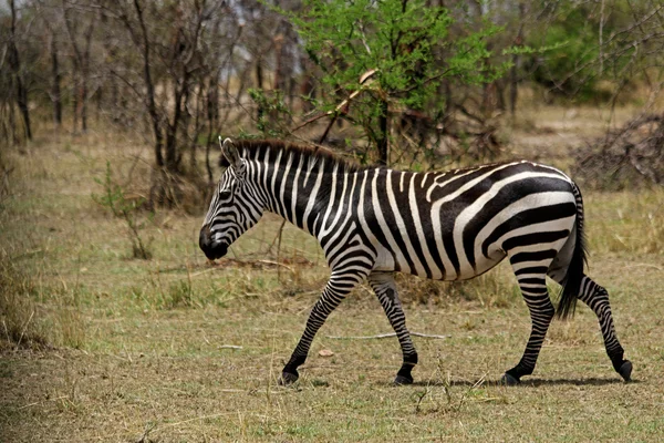 Afrikanska Zebra promenader — Stockfoto