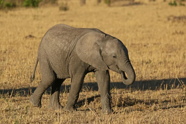 Afrikanisches Elefantenbaby isst — Stockfoto
